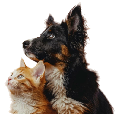Veterinary