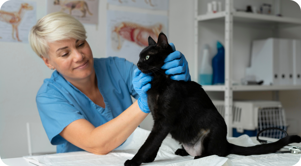 Veterinary clinic environment